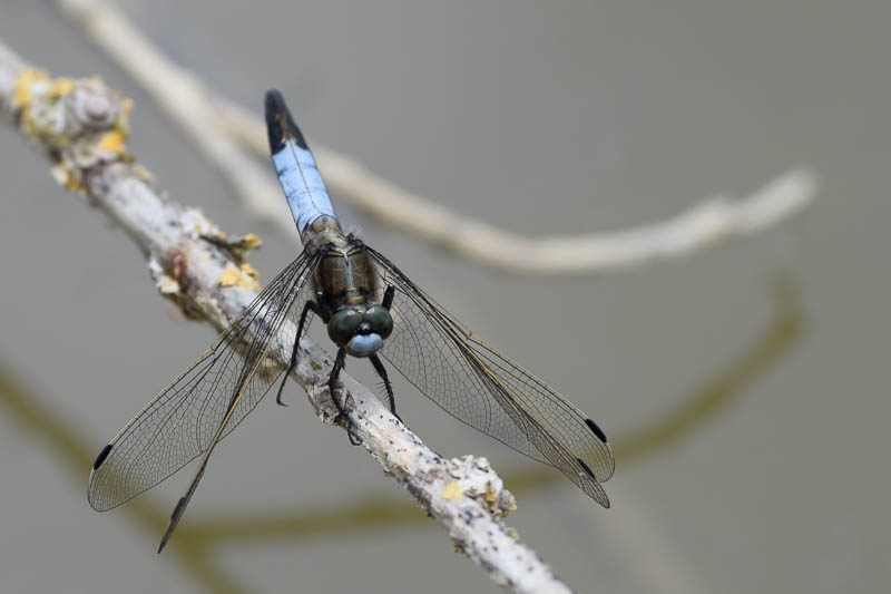 White-tailed skimmer